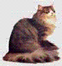 norská lesní kočka.GIF