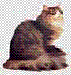 norská lesní kočka.GIF