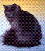 sibiřská kočka.GIF